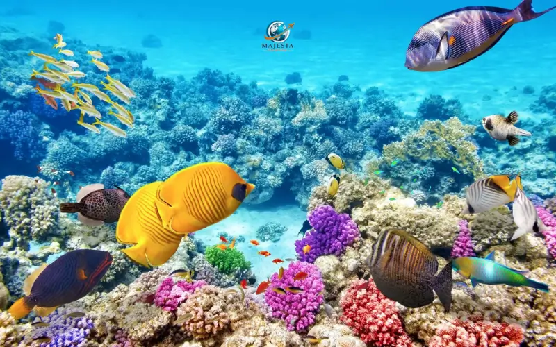 Agincourt Reef