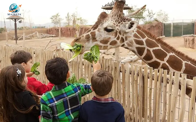Best Attractions for Kids