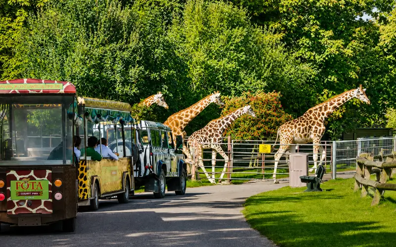 Fota Wildlife Park
