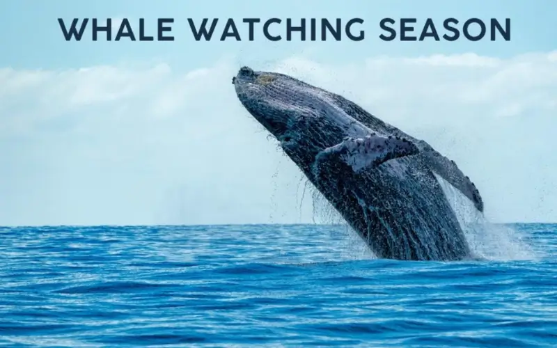 Whale Watching