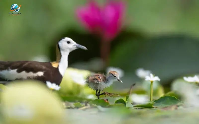 Wildlife and Nature on Marco Island
