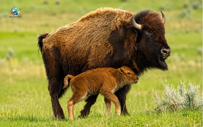 American bison
