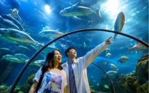Visit Sea World Ancol